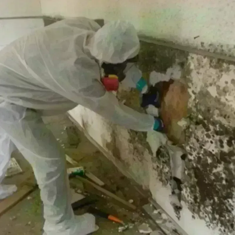 Mold Remediation and Removal in Huntington Station, NY